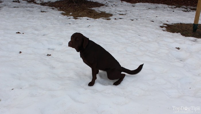 Step‑by‑Step Guide to Safely Collecting a Dog Urine Sample