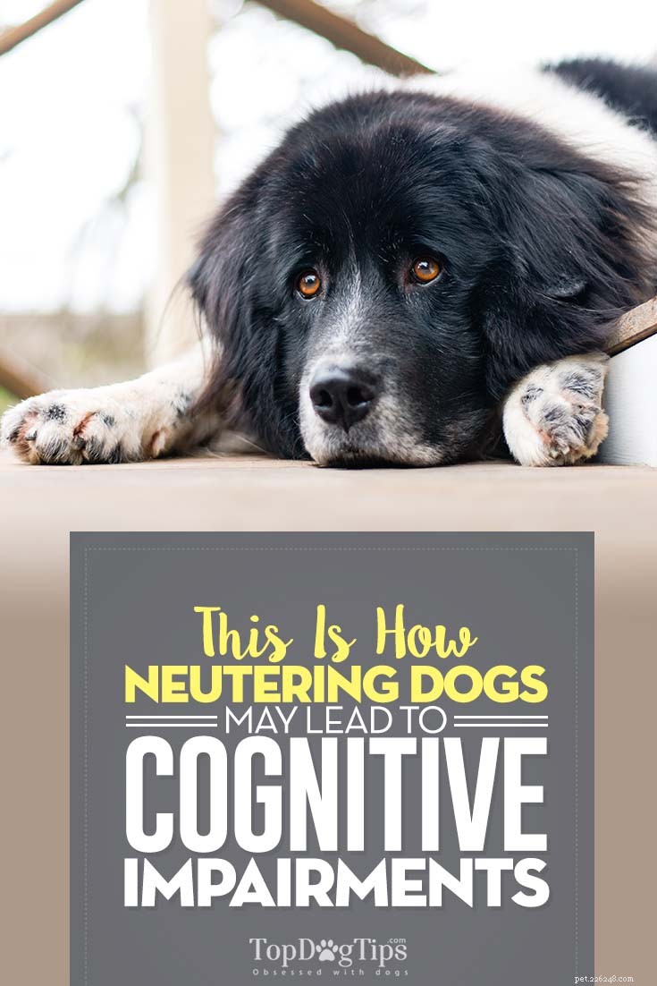 Neutering Dogs: Exploring Cognitive Risks and Best Practices
