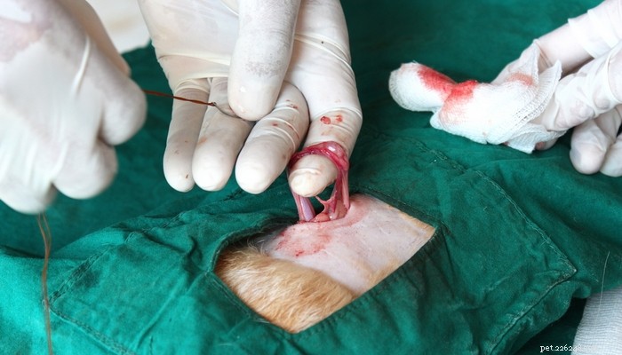 Neutering Dogs: Exploring Cognitive Risks and Best Practices