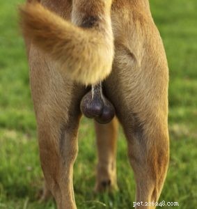 Neutering Dogs: Exploring Cognitive Risks and Best Practices