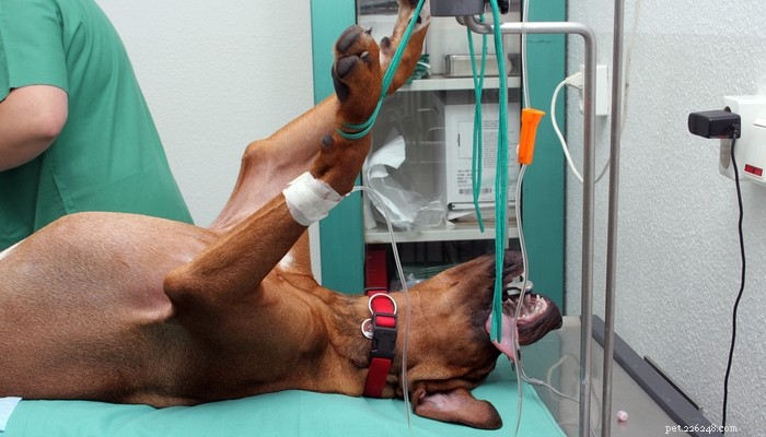 Neutering Dogs: Exploring Cognitive Risks and Best Practices