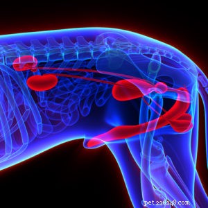 Neutering Dogs: Exploring Cognitive Risks and Best Practices