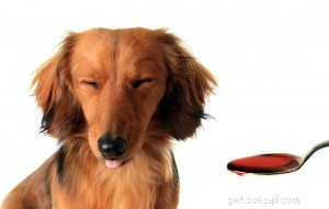 Top 7 Veterinary‑Approved Supplements to Boost Your Dog’s Health