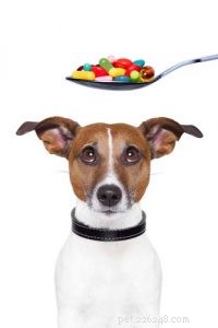 Top 7 Veterinary‑Approved Supplements to Boost Your Dog’s Health