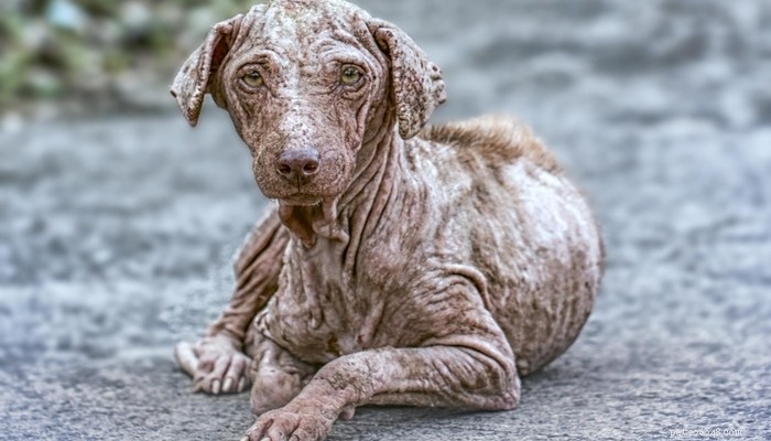 Dog Mange: Recognizing Symptoms, Preventing Spread, and Effective Treatments