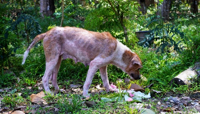 Dog Mange: Recognizing Symptoms, Preventing Spread, and Effective Treatments