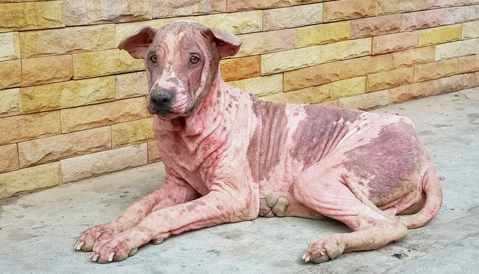 Dog Mange: Recognizing Symptoms, Preventing Spread, and Effective Treatments