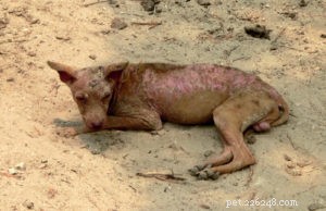 Dog Mange: Recognizing Symptoms, Preventing Spread, and Effective Treatments