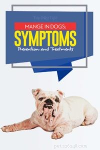 Dog Mange: Recognizing Symptoms, Preventing Spread, and Effective Treatments