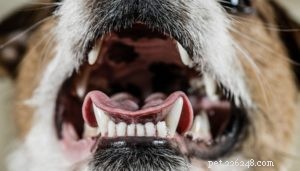 Expert Dog Dental Care: A Complete Guide to Healthy Teeth & Longevity