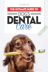 Expert Dog Dental Care: A Complete Guide to Healthy Teeth & Longevity