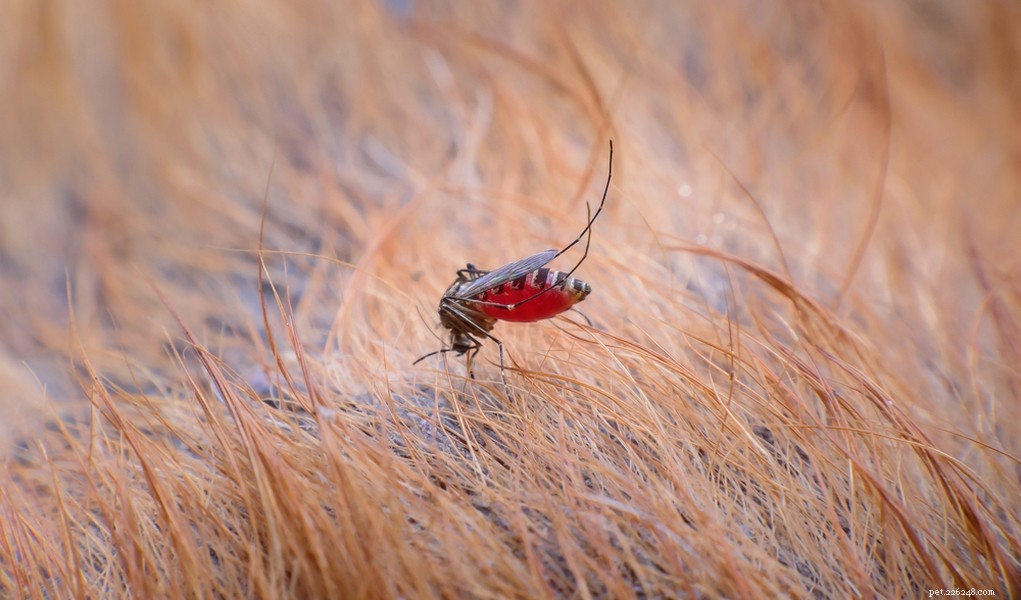 Heartworm in Dogs: Causes, Risks, and How to Protect Your Pet