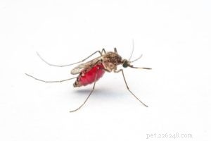 Heartworm in Dogs: Causes, Risks, and How to Protect Your Pet