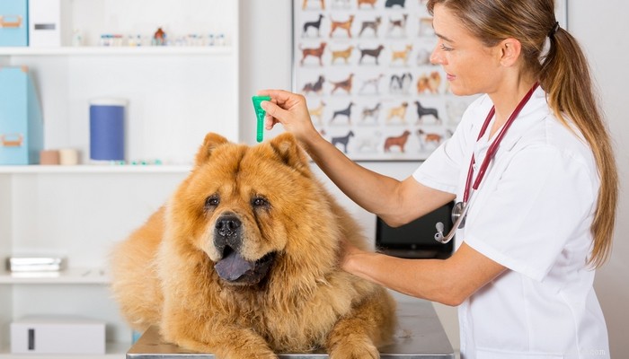 Heartworm in Dogs: Causes, Risks, and How to Protect Your Pet