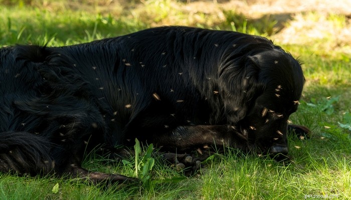 Heartworm in Dogs: Causes, Risks, and How to Protect Your Pet