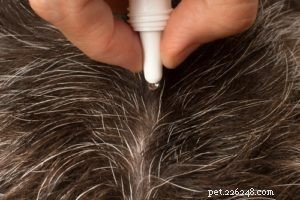 Heartworm in Dogs: Causes, Risks, and How to Protect Your Pet