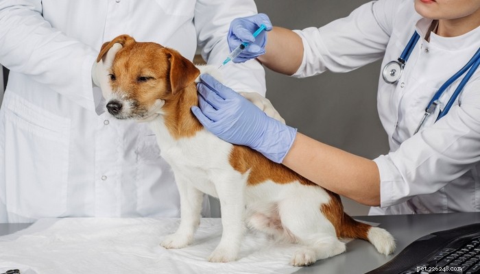 Purebred vs. Mixed-Breed Dogs: Understanding Health and Longevity