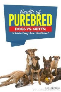 Purebred vs. Mixed-Breed Dogs: Understanding Health and Longevity