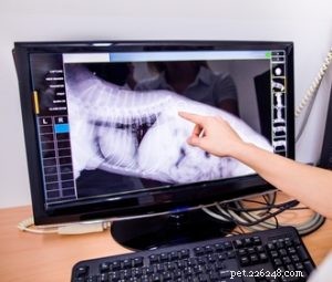 Dog Pancreatitis: Recognizing Symptoms, Home Care & Veterinary Treatments, and Prevention Tips