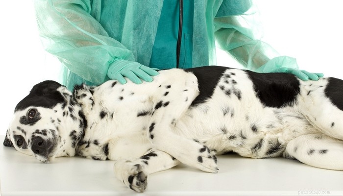 Dog Pancreatitis: Recognizing Symptoms, Home Care & Veterinary Treatments, and Prevention Tips