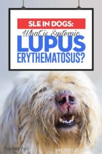 Understanding Systemic Lupus Erythematosus in Dogs: Symptoms, Diagnosis, and Care