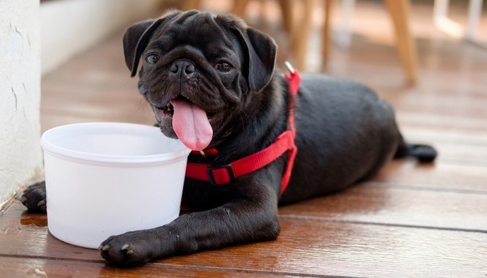 8 Expert-Backed Steps to Prevent and Treat Heat Stroke in Dogs