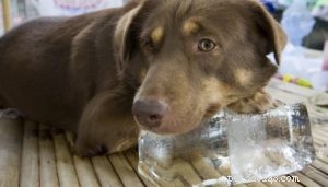 8 Expert-Backed Steps to Prevent and Treat Heat Stroke in Dogs
