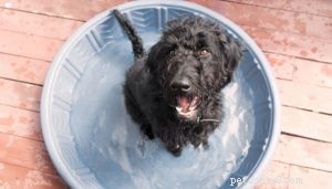 8 Expert-Backed Steps to Prevent and Treat Heat Stroke in Dogs