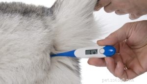 8 Expert-Backed Steps to Prevent and Treat Heat Stroke in Dogs