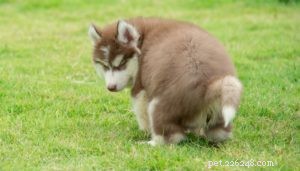 Dog Constipation: 12 Expert Ways to Prevent & Treat