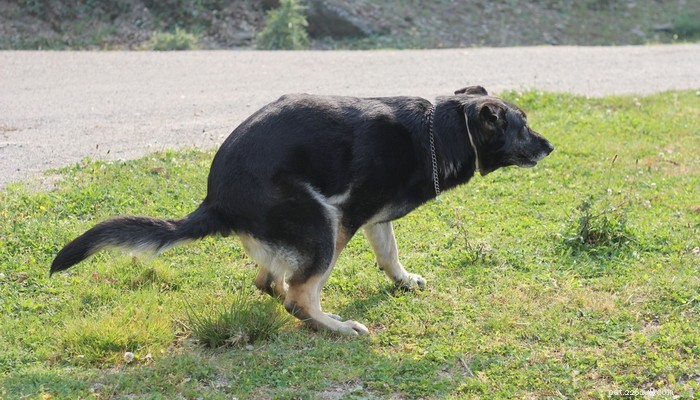 Dog Constipation: 12 Expert Ways to Prevent & Treat