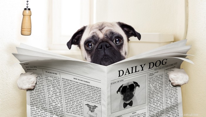 Dog Constipation: 12 Expert Ways to Prevent & Treat