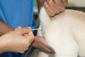 Dog Constipation: 12 Expert Ways to Prevent & Treat