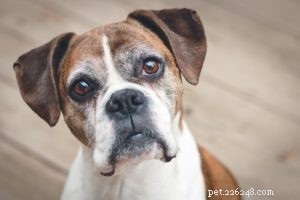 How Long Do Dogs Live? Understanding Breed-Specific Life Expectancy