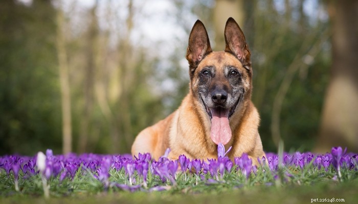 How Long Do Dogs Live? Understanding Breed-Specific Life Expectancy