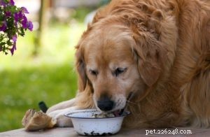 How Long Do Dogs Live? Understanding Breed-Specific Life Expectancy