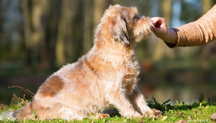 How Long Do Dogs Live? Understanding Breed-Specific Life Expectancy
