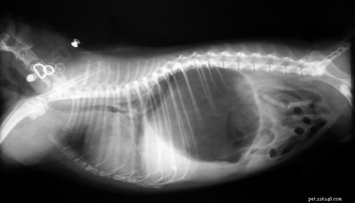 Preventing Dog Bloat: 5 Proven Strategies to Keep Your Pet Safe