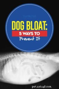 Preventing Dog Bloat: 5 Proven Strategies to Keep Your Pet Safe