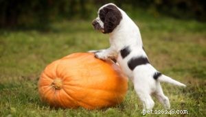 Top 9 Science‑Backed Superfoods to Boost Your Dog’s Health