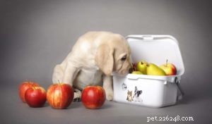 Top 9 Science‑Backed Superfoods to Boost Your Dog’s Health
