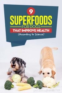 Top 9 Science‑Backed Superfoods to Boost Your Dog’s Health