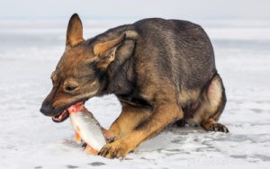 Top 9 Science‑Backed Superfoods to Boost Your Dog’s Health