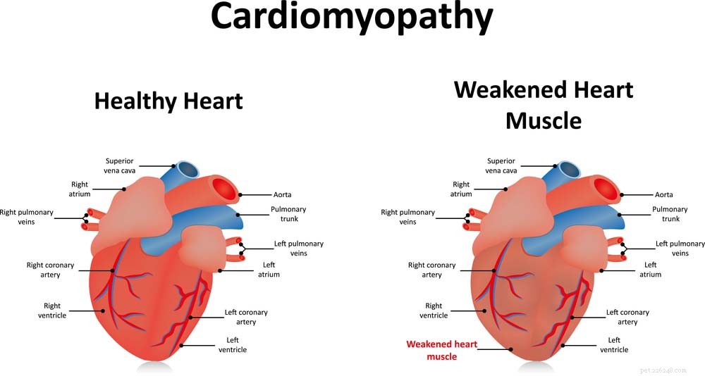 Dilated Cardiomyopathy in Dogs: Key Signs, Diagnosis, and Care Tips