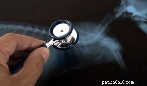 Dilated Cardiomyopathy in Dogs: Key Signs, Diagnosis, and Care Tips