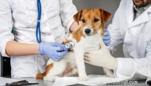 Dilated Cardiomyopathy in Dogs: Key Signs, Diagnosis, and Care Tips