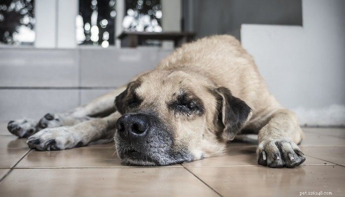 Recognizing Cognitive Dysfunction in Senior Dogs: Signs & Support Strategies