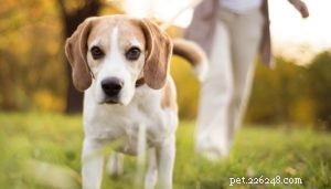 Recognizing Cognitive Dysfunction in Senior Dogs: Signs & Support Strategies