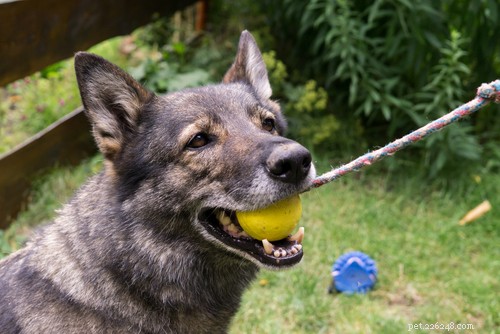 Recognizing Cognitive Dysfunction in Senior Dogs: Signs & Support Strategies