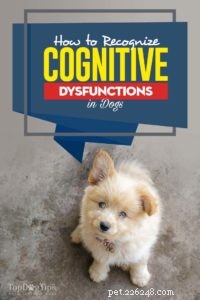Recognizing Cognitive Dysfunction in Senior Dogs: Signs & Support Strategies